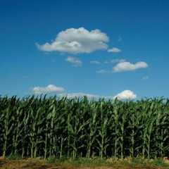 Corn field