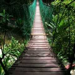 Jungle bridge