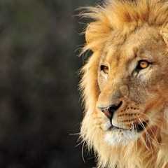 Visiting the zoo:lion