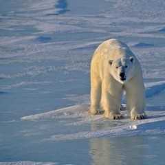 Polar bear in the wild