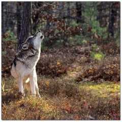 Wolf howling