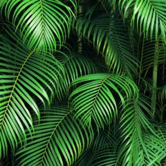 Palm tree background