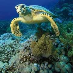 Sea turtle