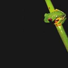 Green frog Green frog