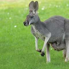 Visiting the zoo:kangaroo