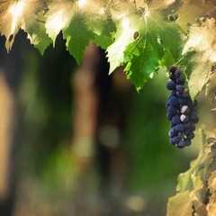 The winery: wine country The winery: wine country