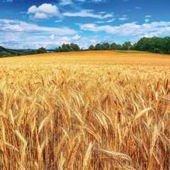 Wheat Wheat