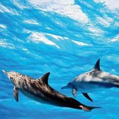 Dolphins