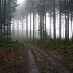 Misty woods