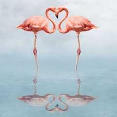 Heart flamingos