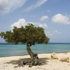 Divi divi tree
