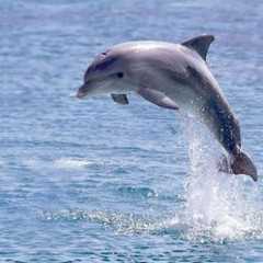 Dolphin