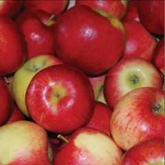 Country / farm scrapbook paper